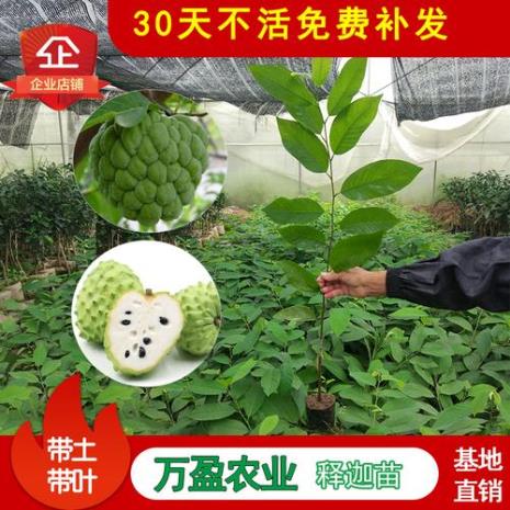 释迦树枝可以种植吗