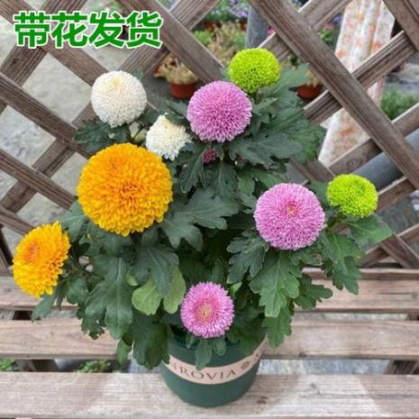 乒乓菊春天会开花吗