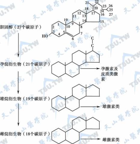 合成类固醇是什么