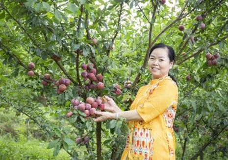 桃李成熟时间表