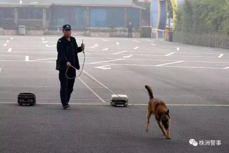 网络上的训犬师是真的假的