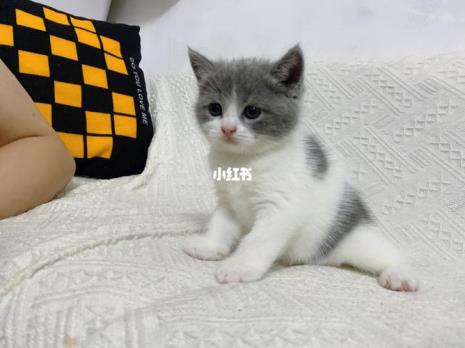 为什么两只蓝猫会生出白色的猫