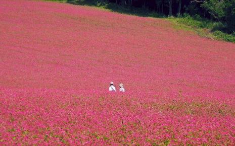 花海MV什么意思