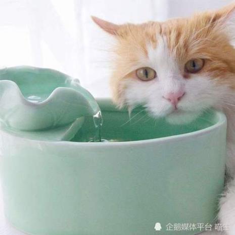 空调水猫咪能喝吗