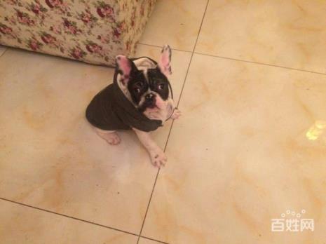 6个月法国斗牛犬身长头小怎么办