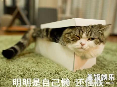 Maru是什么品种的猫