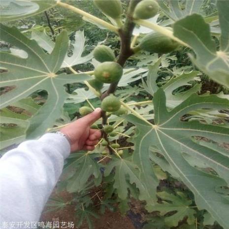 b110与青皮无花果有什么区别