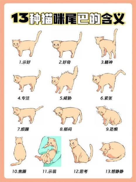 猫咪弓腰翘尾巴是什么意思