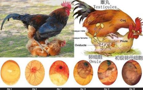 人孵化小鸡靠温度还是血液