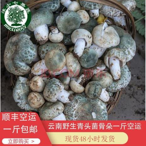 云南野生菌开采时间