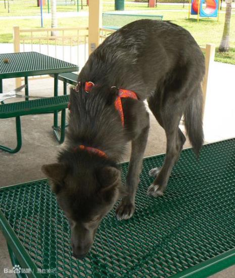 蓝湾牧羊犬天津禁养吗