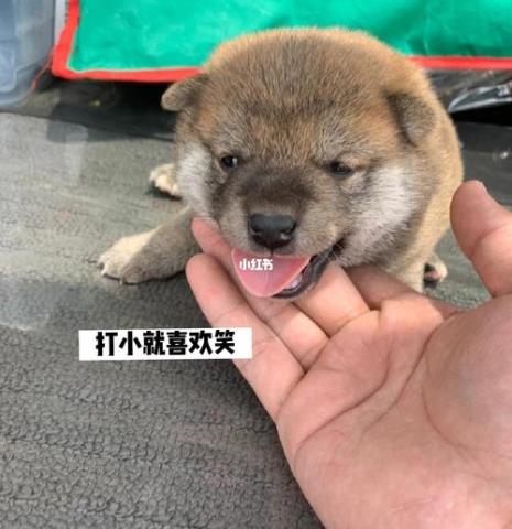 柴犬串串长大了会像柴犬吗