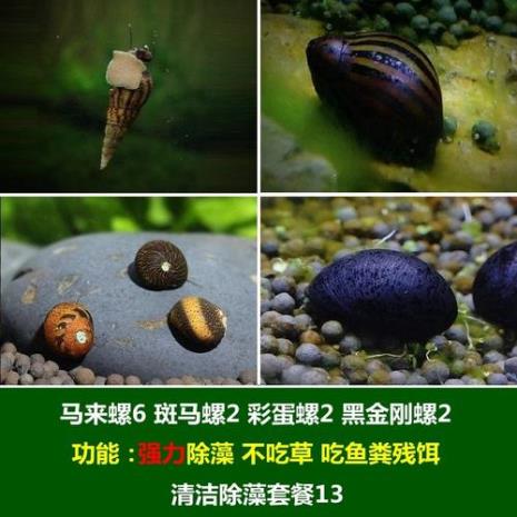 斗鱼吃苹果螺吗