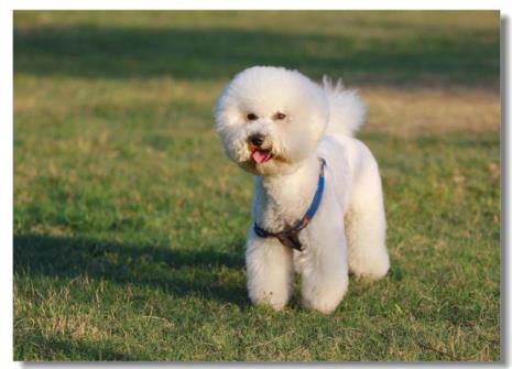 什么小型犬可以养在室外