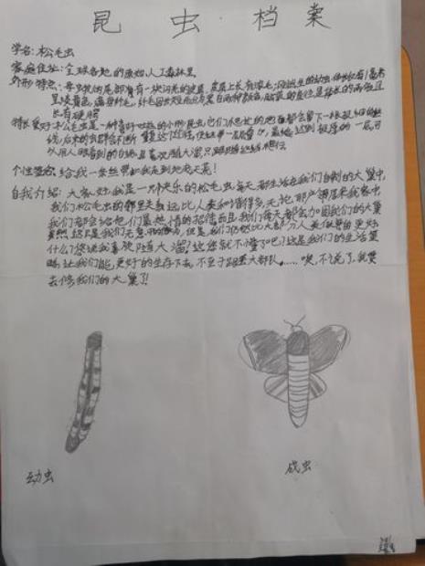 昆虫档案卡怎么写