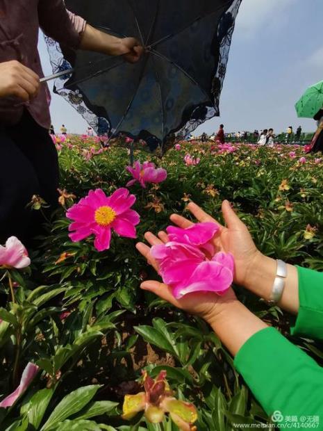 芍药花什么时候采摘最好