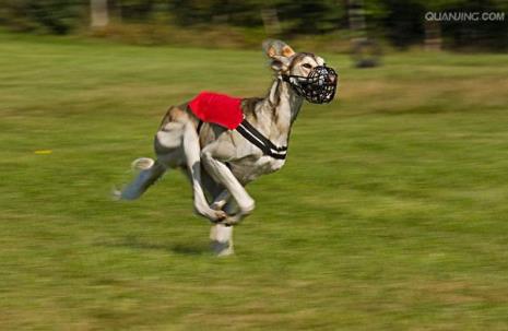 塔滋犬跟萨路基不一样吗