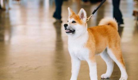 秋田犬为什么跟柴犬长得那么像