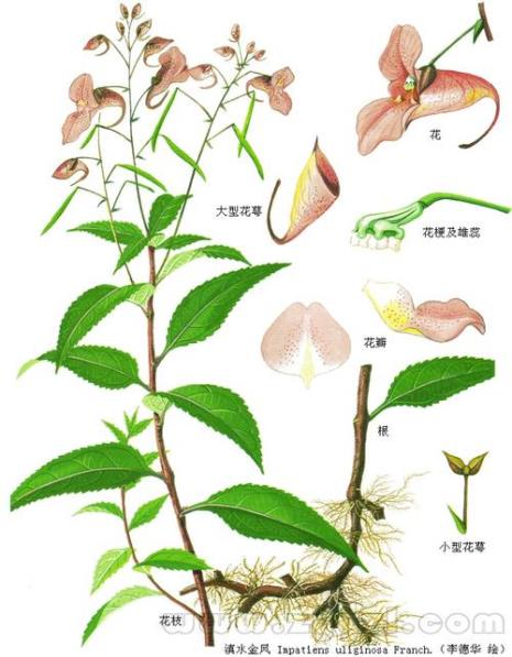 凤仙花的根茎叶特点