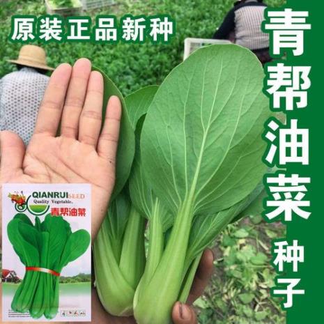 青菜青是哪首儿歌