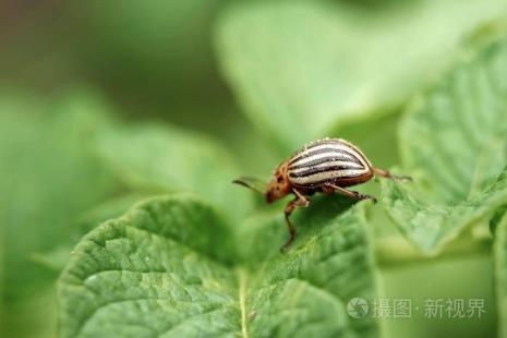 彩虹叶甲虫是益虫还是害虫