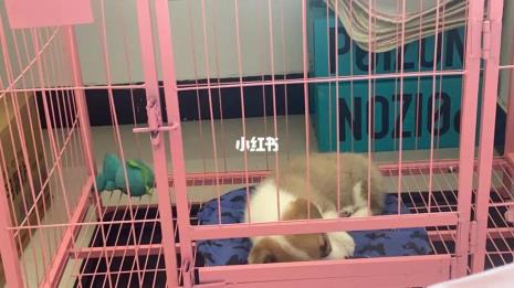 小柯基犬饲养方法