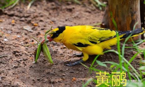 鸟儿什么时候出来1觅食