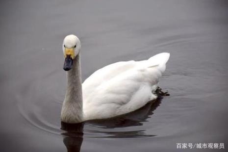 天鹅能长多大什么颜色