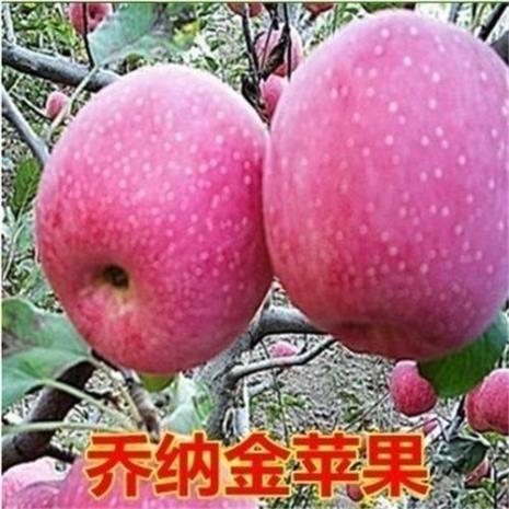 沙苹果是什么品种