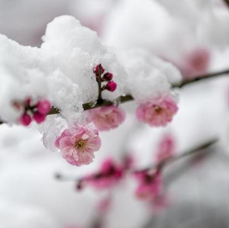 一场初雪三两梅花这首诗