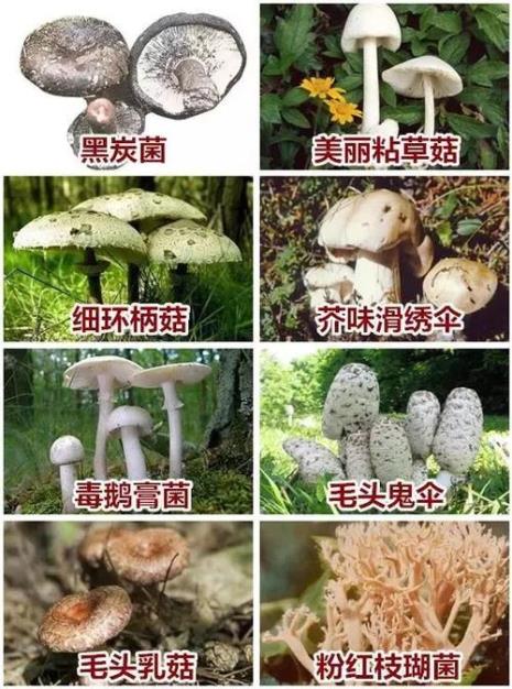 云南人吃蘑菇的诗