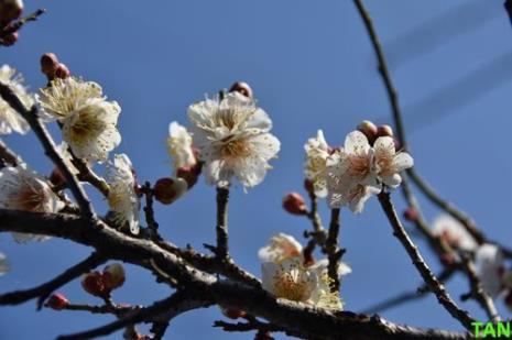 蛛丝与梅花原文