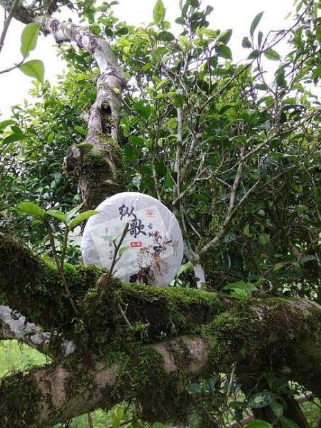 普洱茶凤凰山属于哪个山头