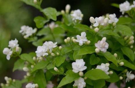 一个茉莉花大约有多重