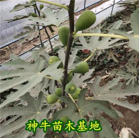 斯特拉无花果几年结果