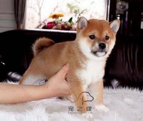 赛级犬和宠物犬有什么区别吗