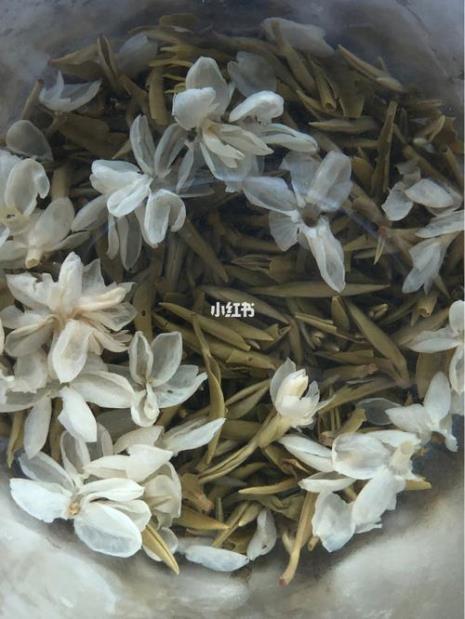 能泡茉莉花茶的茉莉花种子叫啥