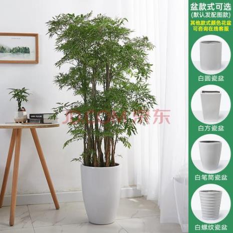 植物"福禄寿"如何养植