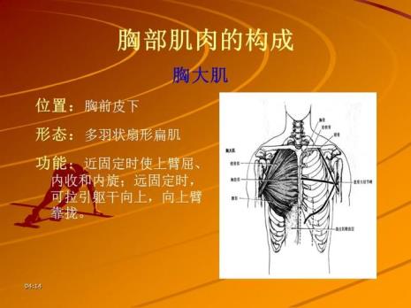 怎么练胸部肌肉中间线