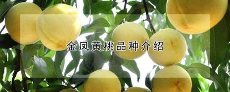 江苏黄桃品种介绍