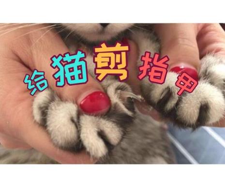 小猫可以剪指甲吗