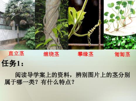 植物的四个基本特征