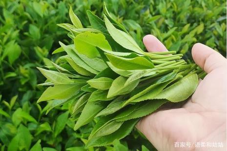 福鼎白茶属于什么茶