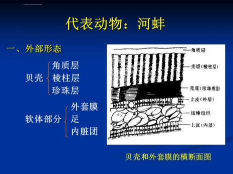 腮和鳃在生物学的区别