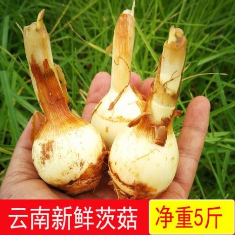 什么是茨菇片