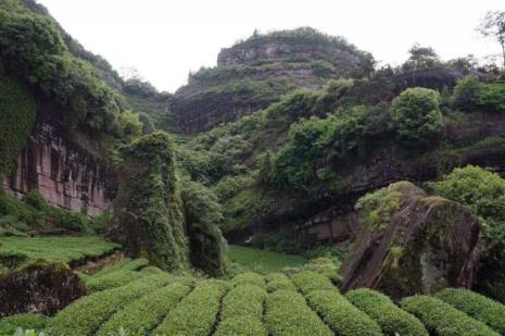 大红袍原产地在哪里