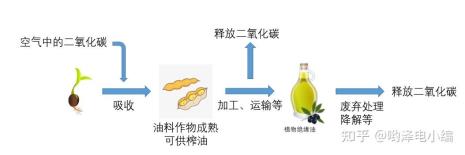 碳的生物循环周期多少