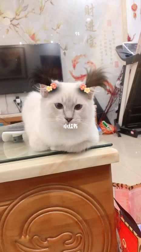 猫猫头怎么扎