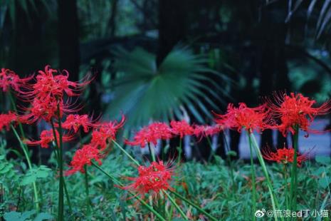 龙洞森林公园有彼岸花吗