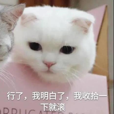 为什么女孩子喜欢用猫猫表情包